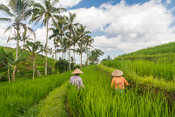 Image showing Female farmers working in Jatiluwih rice terrace plantations on Bali, Indonesia, south east Asia.