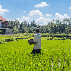 Image showing Male farmer working in beautiful rice terrace plantation near Ubud,Bali, Indonesia, south east Asia