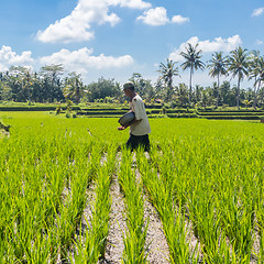 Image showing Male farmer working in beautiful rice terrace plantation near Ubud,Bali, Indonesia, south east Asia