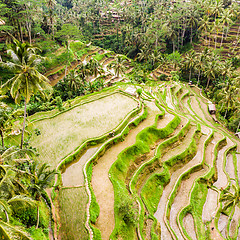 Image showing Drone view of Tegalalang rice terrace in Bali, Indonesia, with palm trees and paths for touristr to walk around plantations