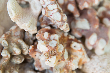 Image showing close up of hard stony coral