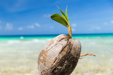 Image showing coconut on tropical beach in french polynesia