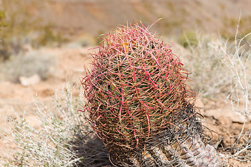 Image showing close up of barrel cactus growing in desert