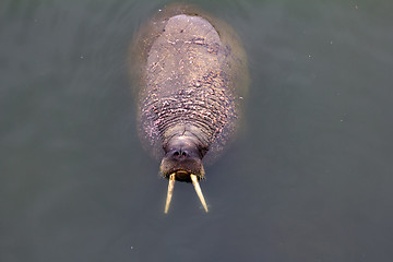 Image showing one Atlantic walruses Odobenus rosmarus rosmarus