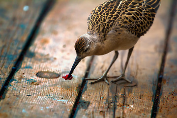 Image showing Poor migrants on ship. Ruff greedily eats earthworm