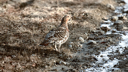 Image showing capercailye (Tetrao urogallus) out on gravel road