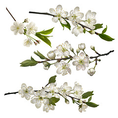 Image showing Set of Blossoming cherry branches