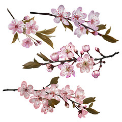 Image showing Sakura flowers background