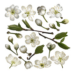 Image showing Set of Blossoming cherry white flowers