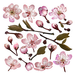 Image showing Set of Blossoming sakura pink flowers