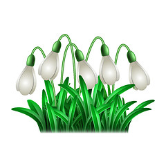 Image showing Spring white flowers of snowdrops