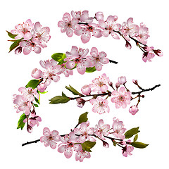 Image showing Sakura flowers background