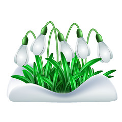 Image showing Spring white flowers of snowdrops