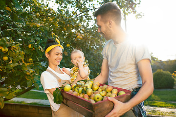 Image showing The happy young family during picking apples in a garden outdoors