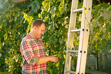 Image showing Mant prune grape brunch, work on a family farm