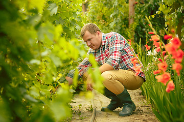 Image showing Mant prune grape brunch, work on a family farm