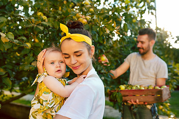 Image showing The happy young family during picking apples in a garden outdoors