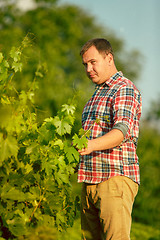 Image showing Mant prune grape brunch, work on a family farm