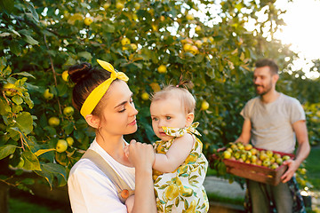 Image showing The happy young family during picking apples in a garden outdoors