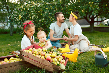 Image showing The happy young family during picking apples in a garden outdoors