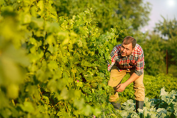 Image showing Mant prune grape brunch, work on a family farm