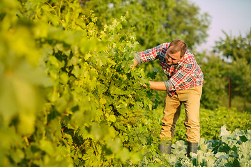 Image showing Mant prune grape brunch, work on a family farm