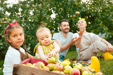 Image showing The happy young family during picking apples in a garden outdoors