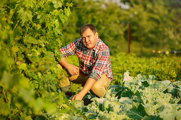 Image showing Mant prune grape brunch, work on a family farm