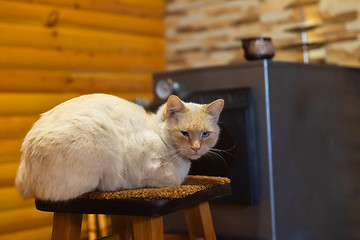 Image showing Cat resting indoors on chair