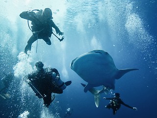 Image showing Giant whaleshark with divers