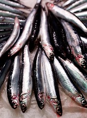 Image showing Raw Fresh Sardines