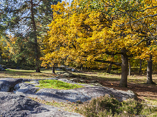 Image showing Autumn Scene in Fontainebleau Forest