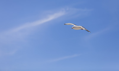 Image showing Seagull Flying