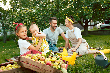 Image showing The happy young family during picking apples in a garden outdoors