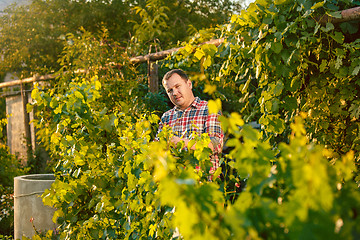 Image showing Mant prune grape brunch, work on a family farm