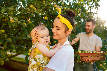 Image showing The happy young family during picking apples in a garden outdoors