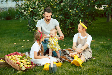 Image showing The happy young family during picking apples in a garden outdoors