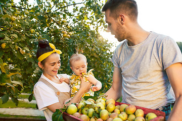 Image showing The happy young family during picking apples in a garden outdoors