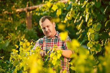 Image showing Mant prune grape brunch, work on a family farm