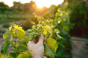 Image showing The male hand and grape brunch, work on a family farm