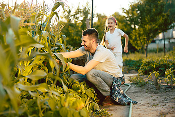 Image showing The happy young family during picking corns in a garden outdoors