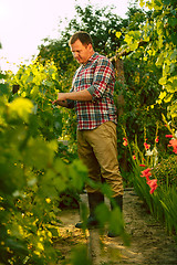 Image showing Mant prune grape brunch, work on a family farm