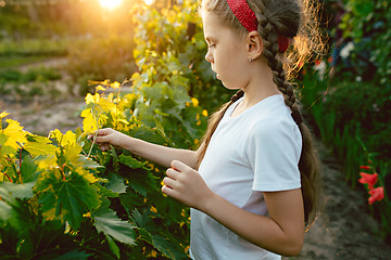 Image showing The child girl and grape brunch, work on a family farm