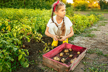 Image showing The Children on the harvest of potatoes.