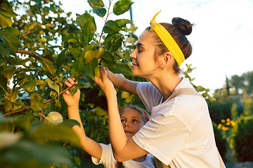 Image showing The happy young family during picking apples in a garden outdoors