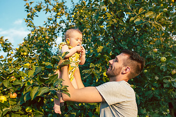 Image showing The happy young family during picking apples in a garden outdoors