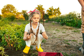 Image showing The Children on the harvest of potatoes.