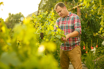 Image showing Mant prune grape brunch, work on a family farm