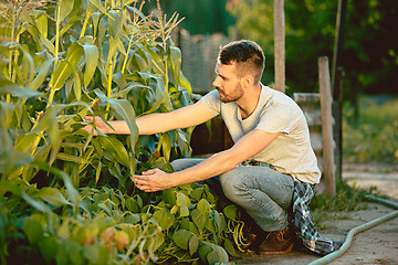 Image showing handsome farmer in his thirties picking corn on a field