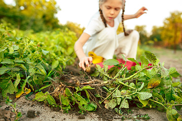 Image showing The Children on the harvest of potatoes.